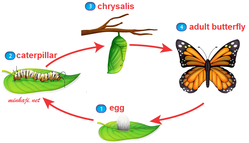 life cycle of a butterfly